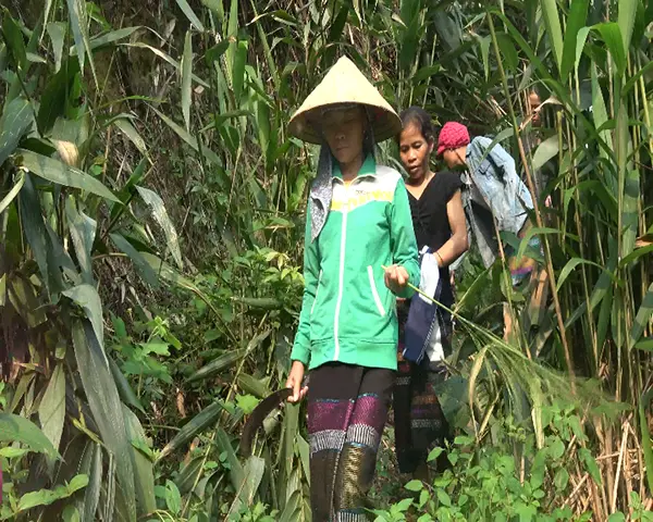 Quỹ Phát triển nông thôn và giảm nghèo Quảng Ninh tổng kết mô hình phục hồi và khai thác bền vững cây đót tại Bản Khe Cát