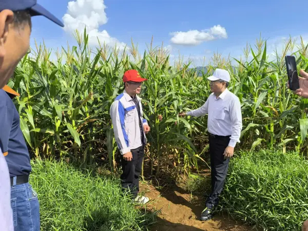 Tham quan mô hình ngô sinh khối tại Nghệ An — ảnh 47