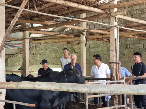 Tham quan mô hình ngô sinh khối tại Nghệ An — ảnh 13