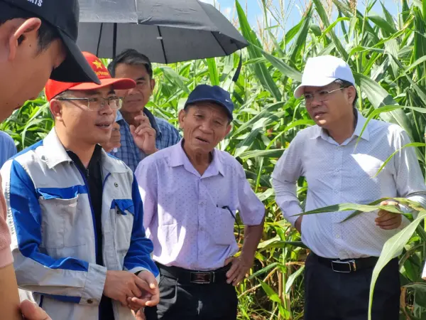 Tham quan mô hình ngô sinh khối tại Nghệ An — ảnh 25