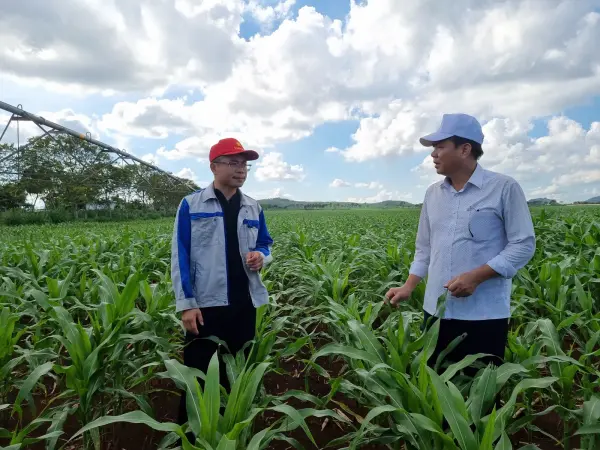 Tham quan mô hình ngô sinh khối tại Nghệ An — ảnh 31