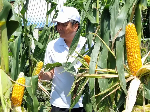 Tham quan mô hình ngô sinh khối tại Nghệ An — ảnh 19