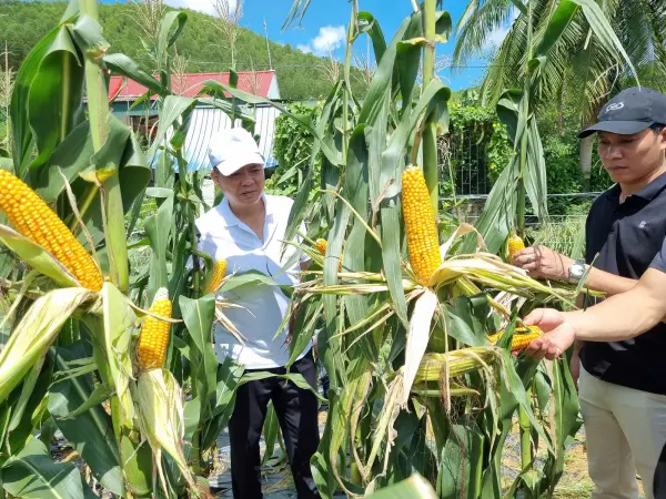 Tham quan mô hình ngô sinh khối tại Nghệ An — ảnh 17