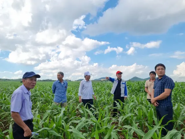 Tham quan mô hình ngô sinh khối tại Nghệ An — ảnh 29
