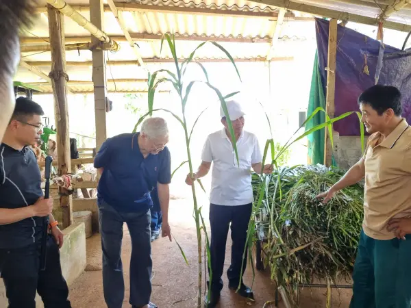 Tham quan mô hình ngô sinh khối tại Nghệ An — ảnh 14