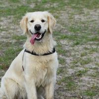 Golden Retriever Finley Melderslo Eikelenboscherdijk