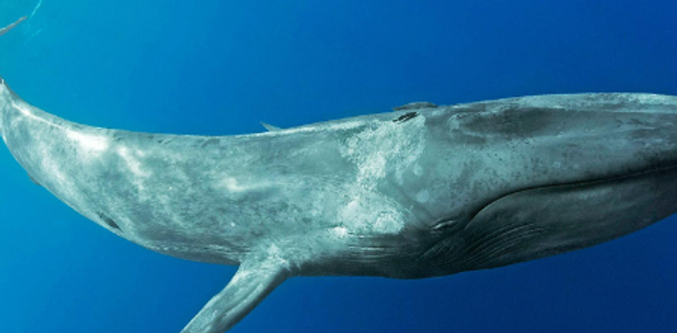 Increasing Number of Bitcoin Whales According to Data