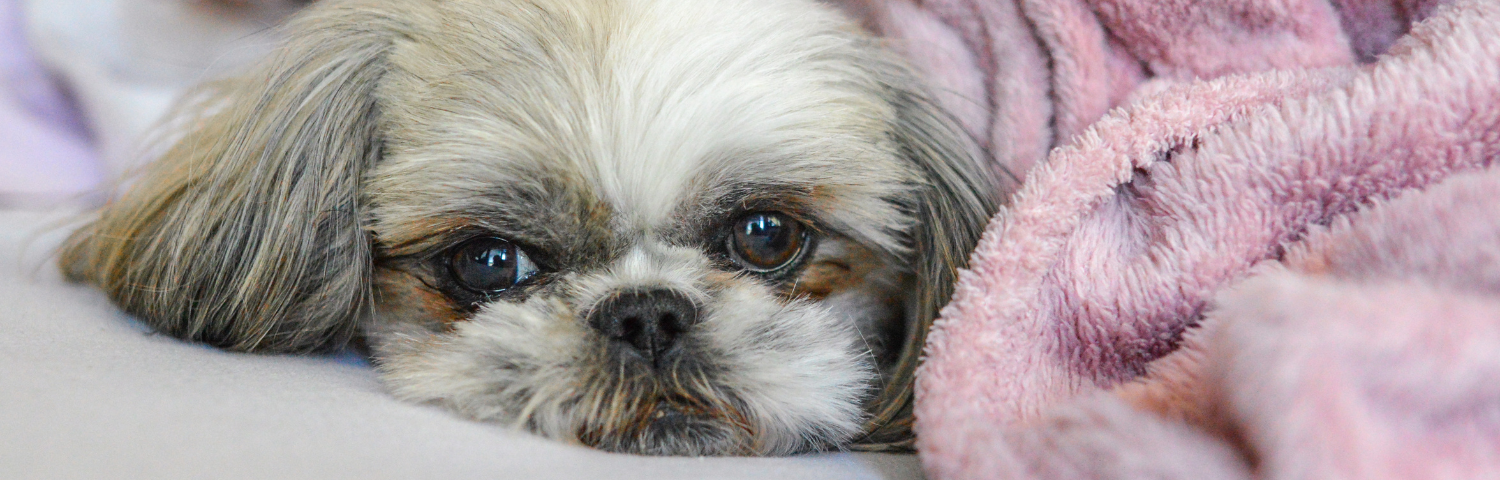 ¿Qué hacer si mi perro tiene bronquitis?