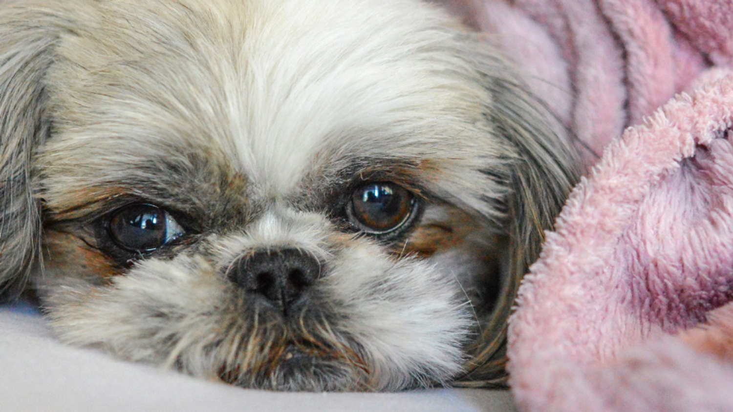 ¿Qué hacer si mi perro tiene bronquitis?