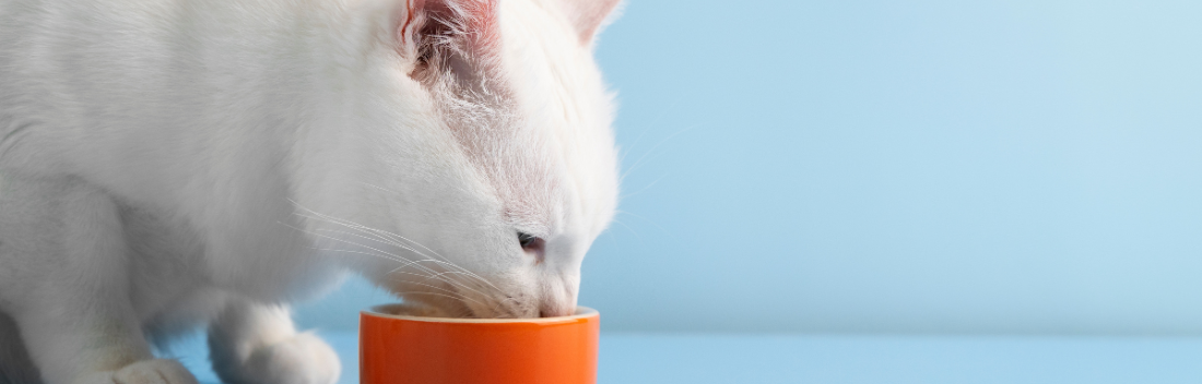 Alergias alimentarias en gatos ¿A qué son alérgicos los gatos?