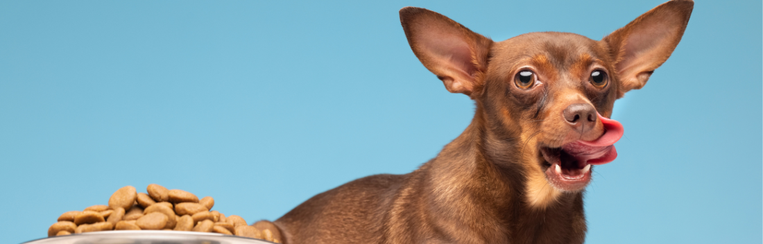 Diabetes en perros: síntomas principales y tratamiento recomendado