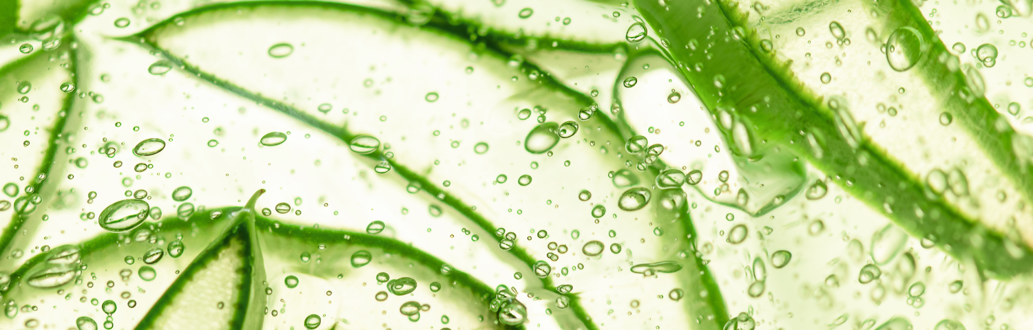 Beneficios del aloe vera para la acidez y el reflujo ¿Cómo preparar aloe vera para la acidez estomacal?
