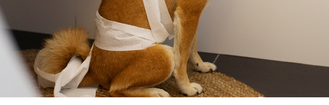 Estreñimiento en perros: causas, síntomas y tratamiento