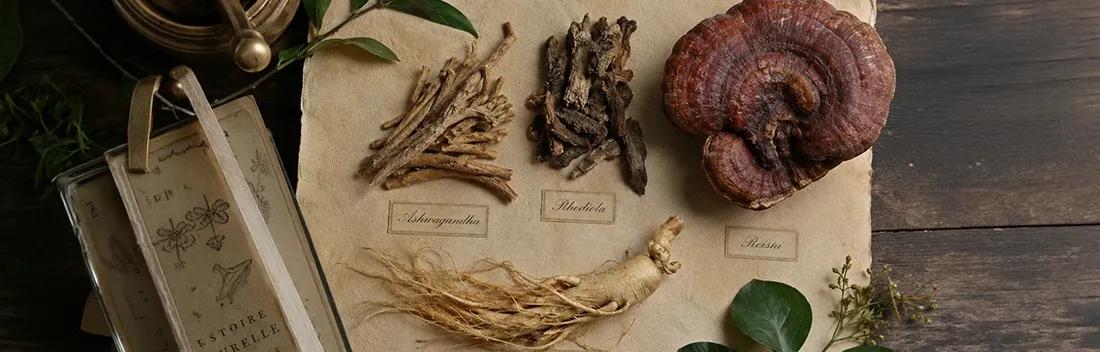 Adaptógenos: las plantas que te ayudan a resistir en tu rutina