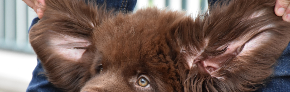 Otitis en perros: causas, síntomas y tratamiento