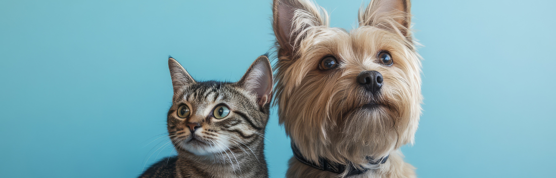 Fortalece el sistema inmunitario de tu perro o gato