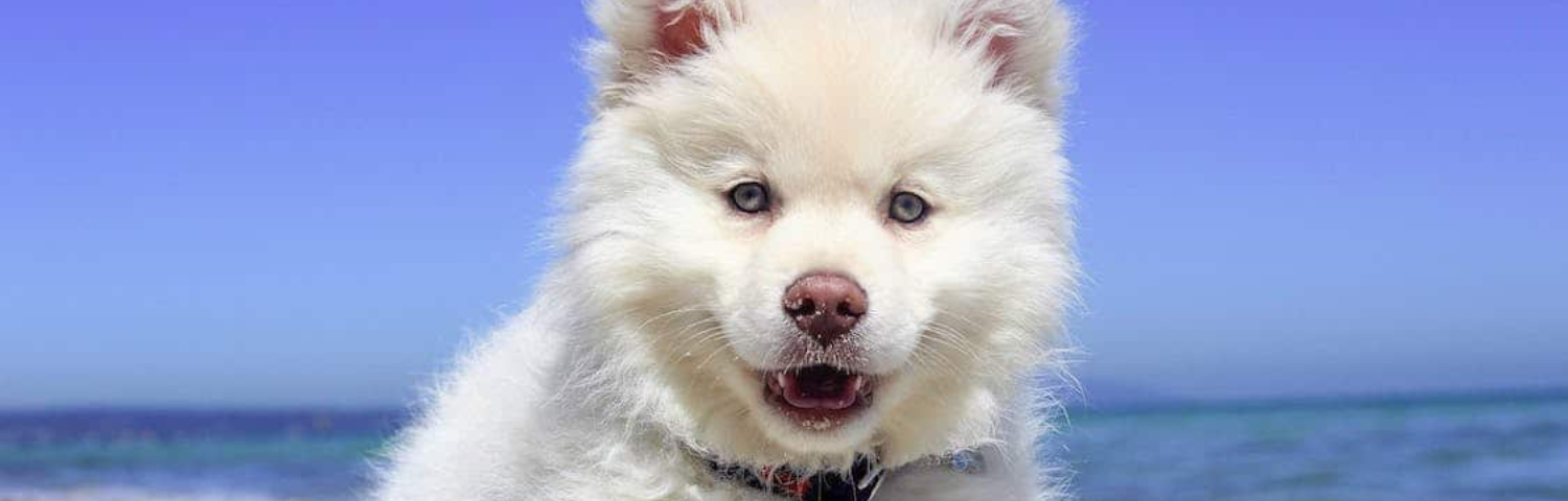 Protección solar para perros