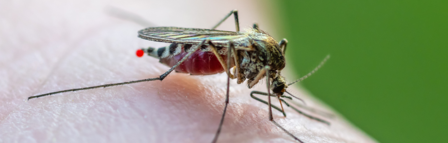 Siete consejos para prevenir las picaduras de mosquitos