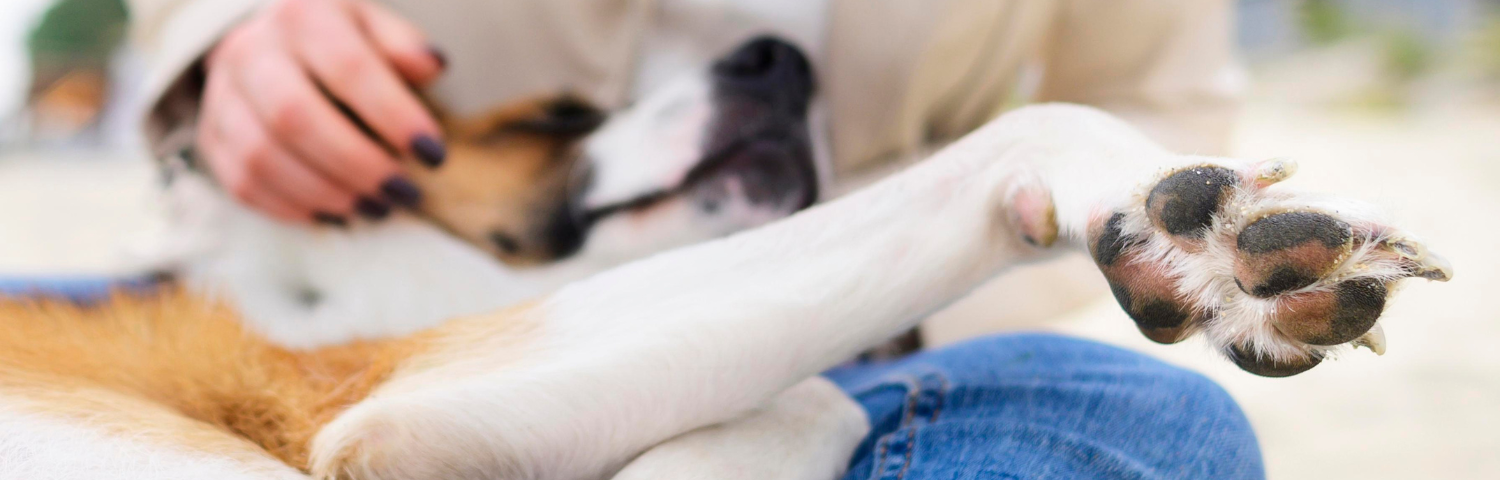 Cuidado de las articulaciones en perros y gatos