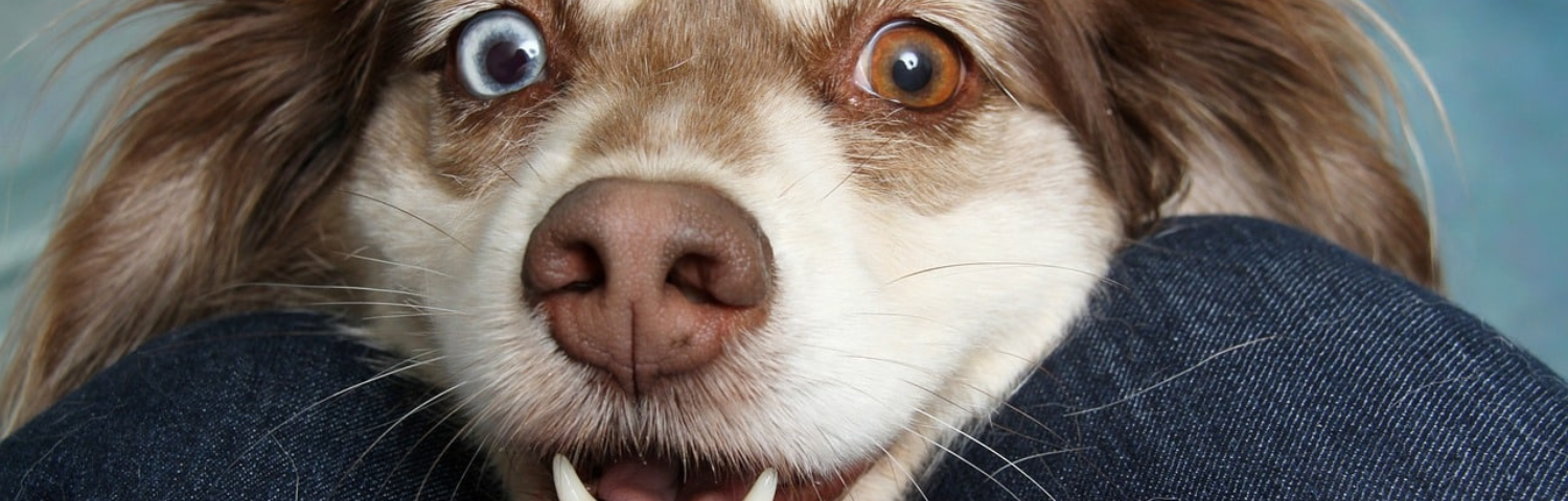 Higiene dental en perros