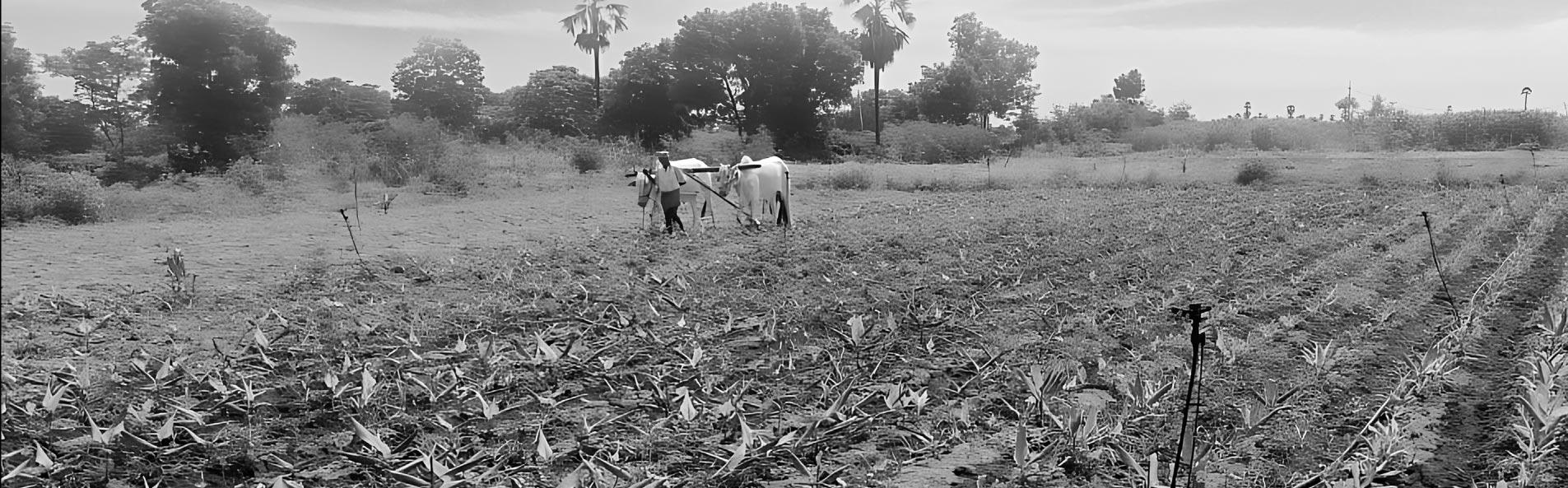 Ark Agro Farms