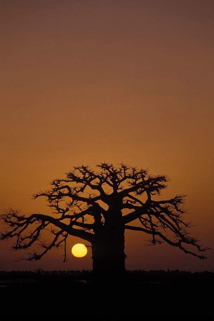 Beneath the Bulbous Baobab Tree