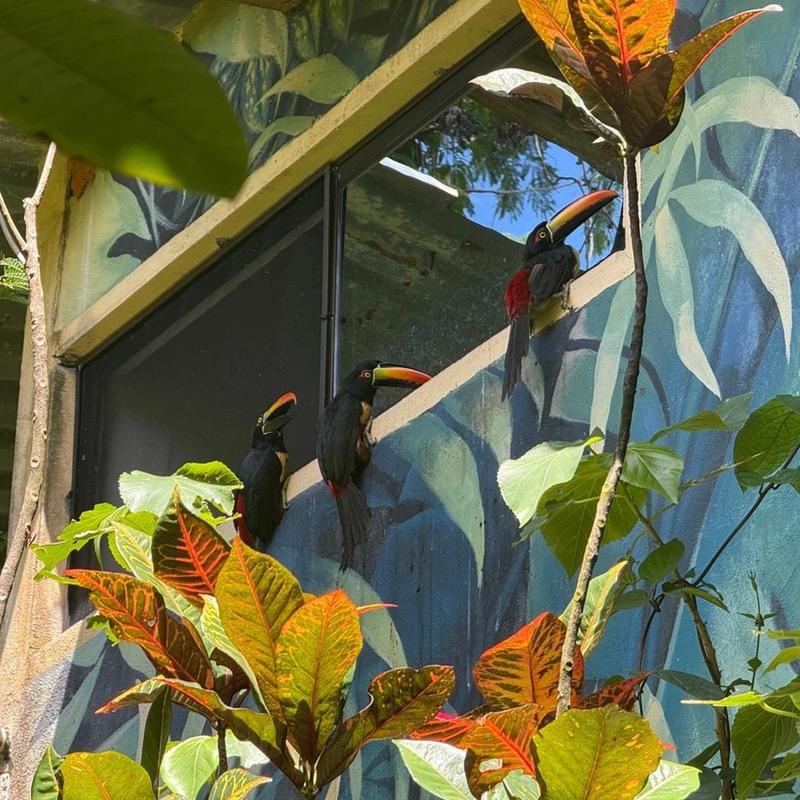 Tropical birds (fiery-billed aracaris) in the garden