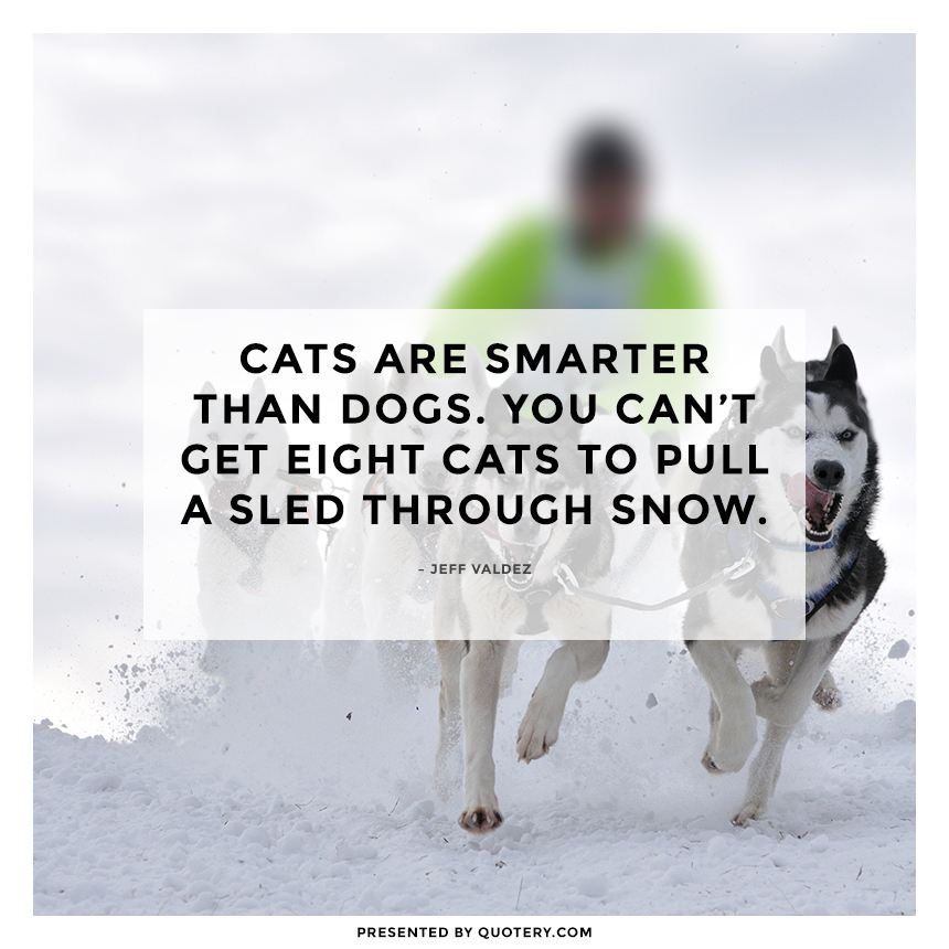 Cats are smarter than dogs. You can't get eight cats to pull a sled through snow. - Image 1