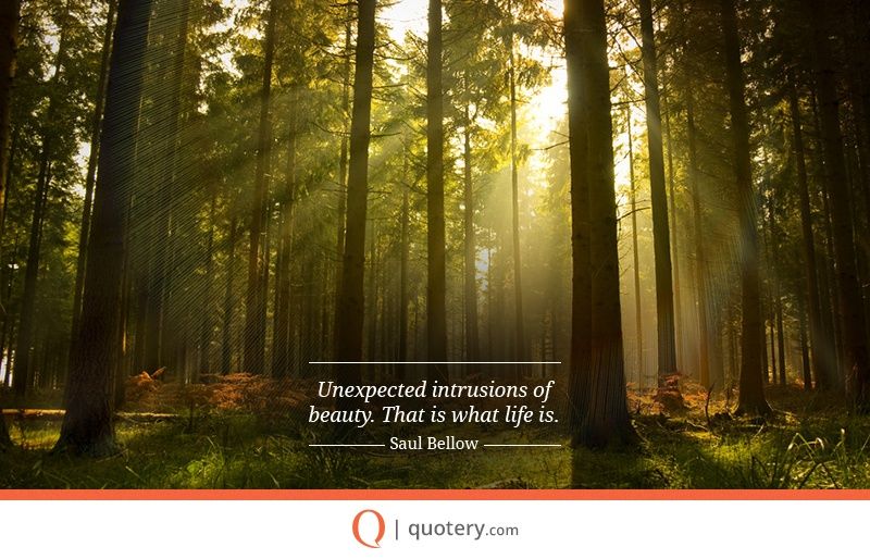 Unexpected intrusions of beauty. That is what life is. - Image 2