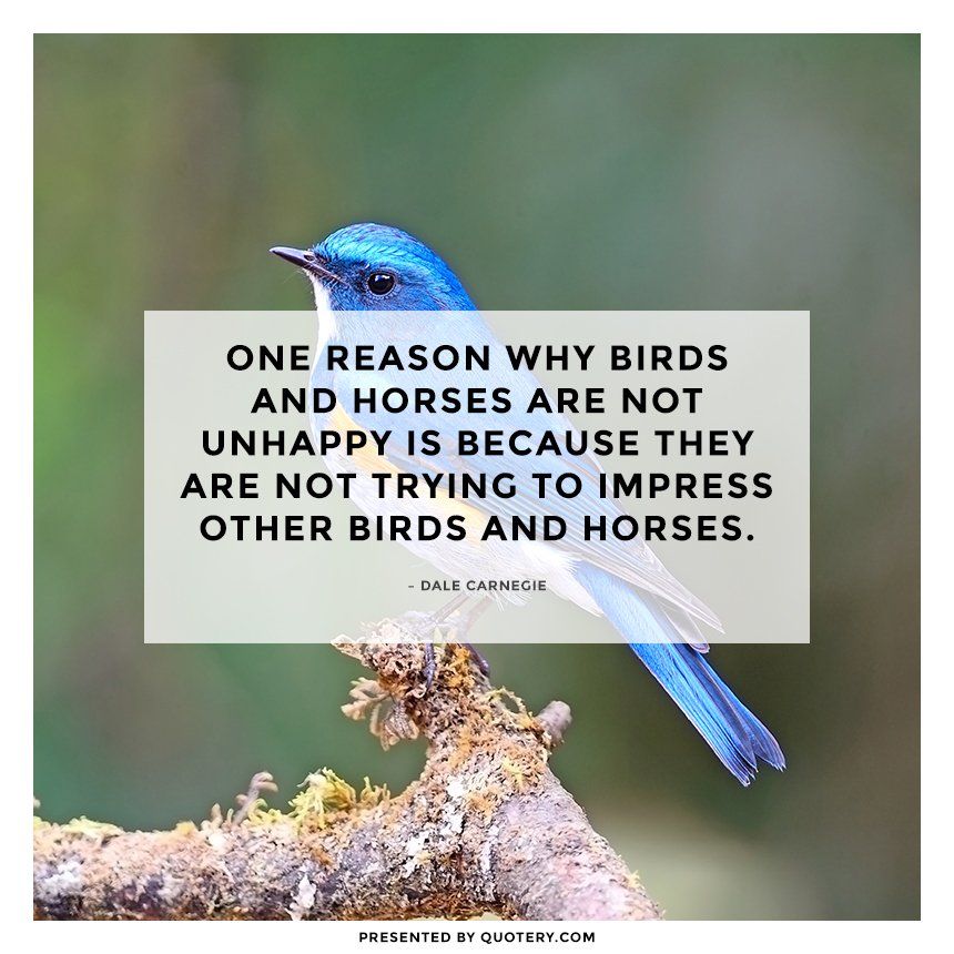 One reason why birds and horses are not unhappy is because they are not trying to impress other birds and horses. - Image 1
