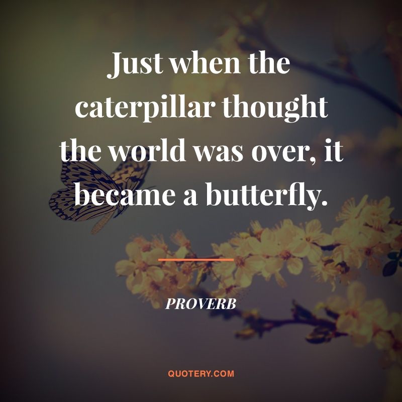 Just when the caterpillar thought the world was over, it became a butterfly. - Image 1
