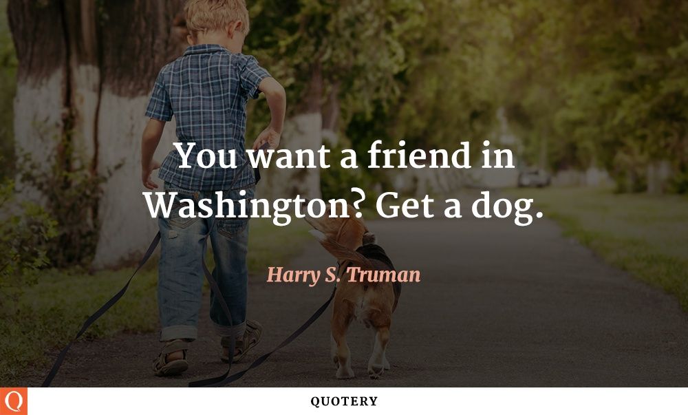 You want a friend in Washington? Get a dog. - Image 1