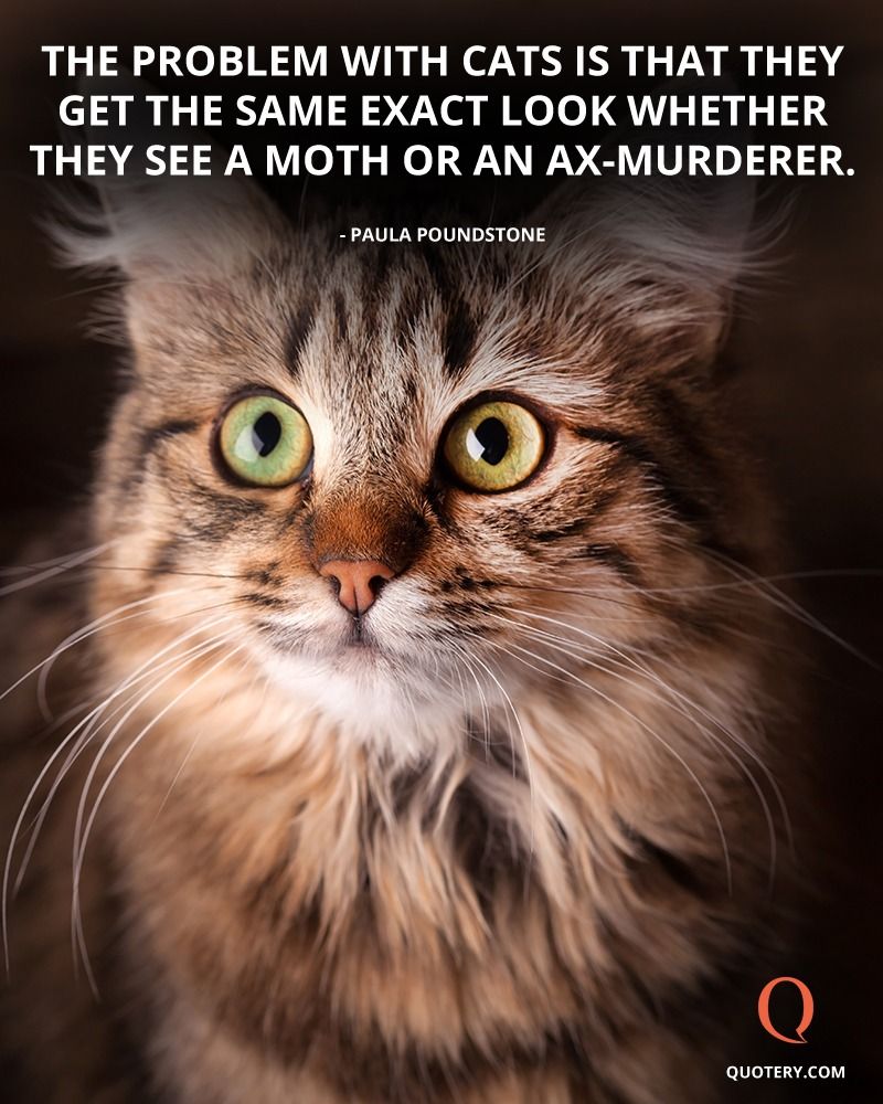 The problem with cats is that they get the same exact look whether they see a moth or an ax-murderer. - Image 1