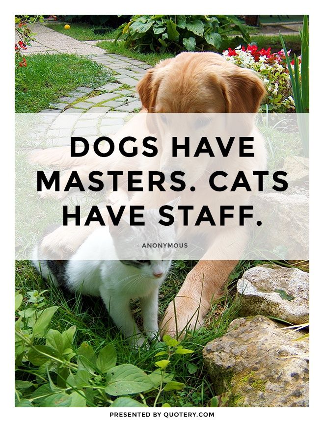 Dogs have masters. Cats have staff. - Image 1