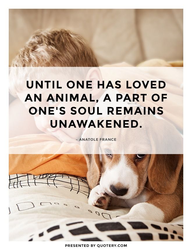 Until one has loved an animal, a part of one's soul remains unawakened. - Image 1
