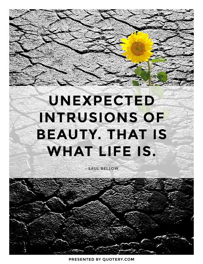 Unexpected intrusions of beauty. That is what life is. - Image 1