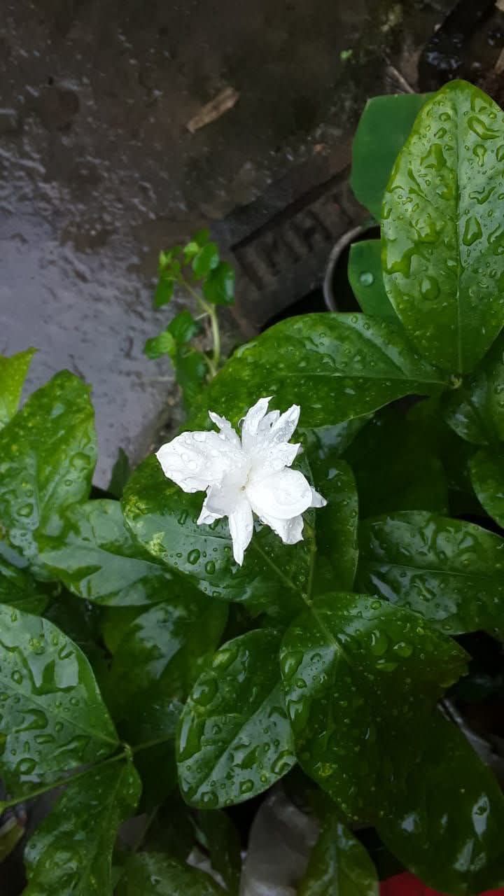 Hương hoa