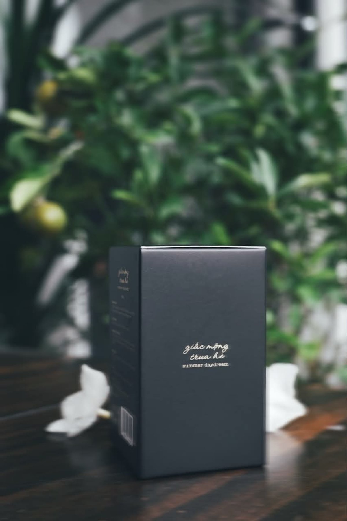 Giấc Mộng Trưa Hè 6