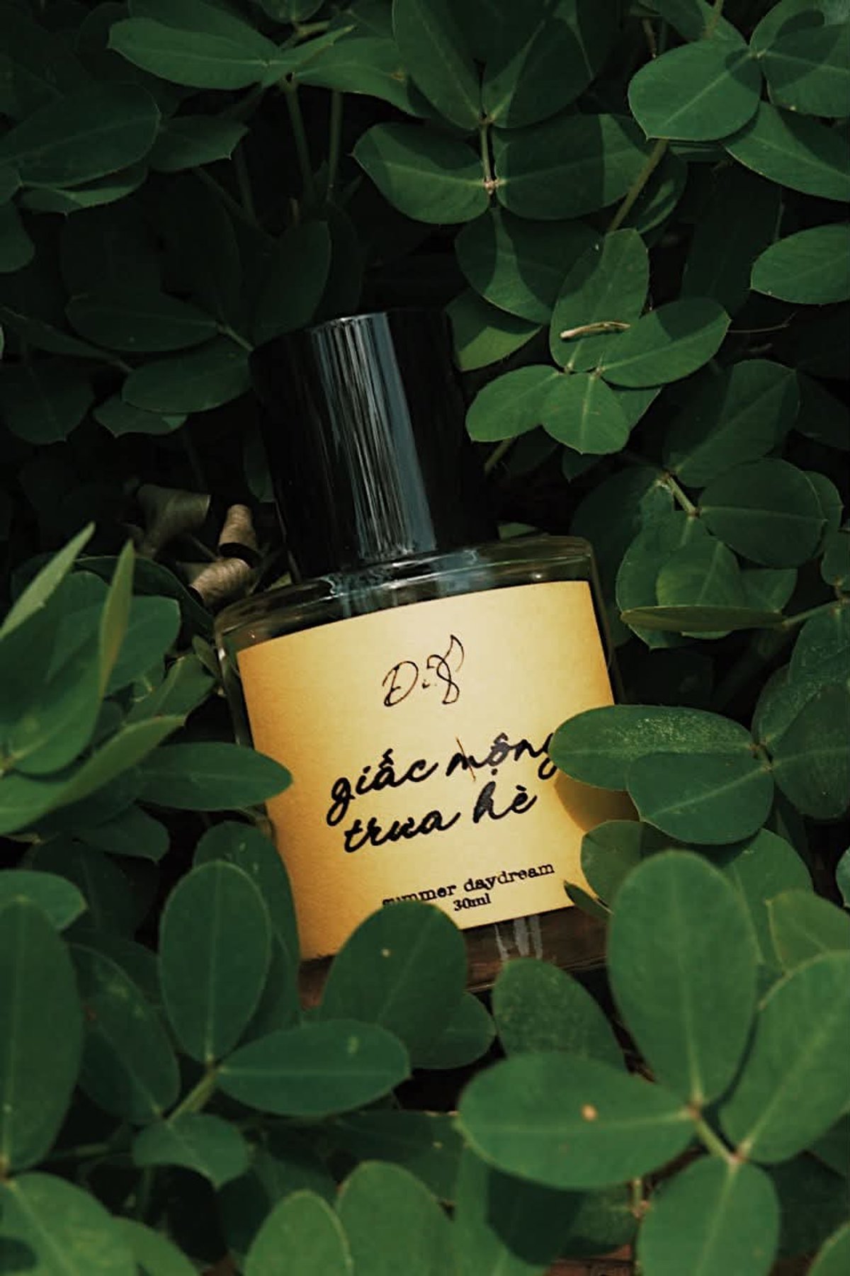 Di Giấc Mộng Trưa Hè