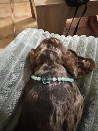 Collar para perritos cancheros, con hilo de acero inoxidable y cadena para regular