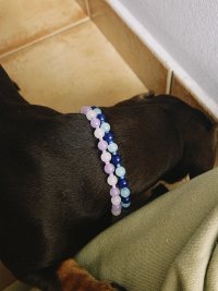 Collar para perritos cancheros, con hilo de acero inoxidable y cadena para regular