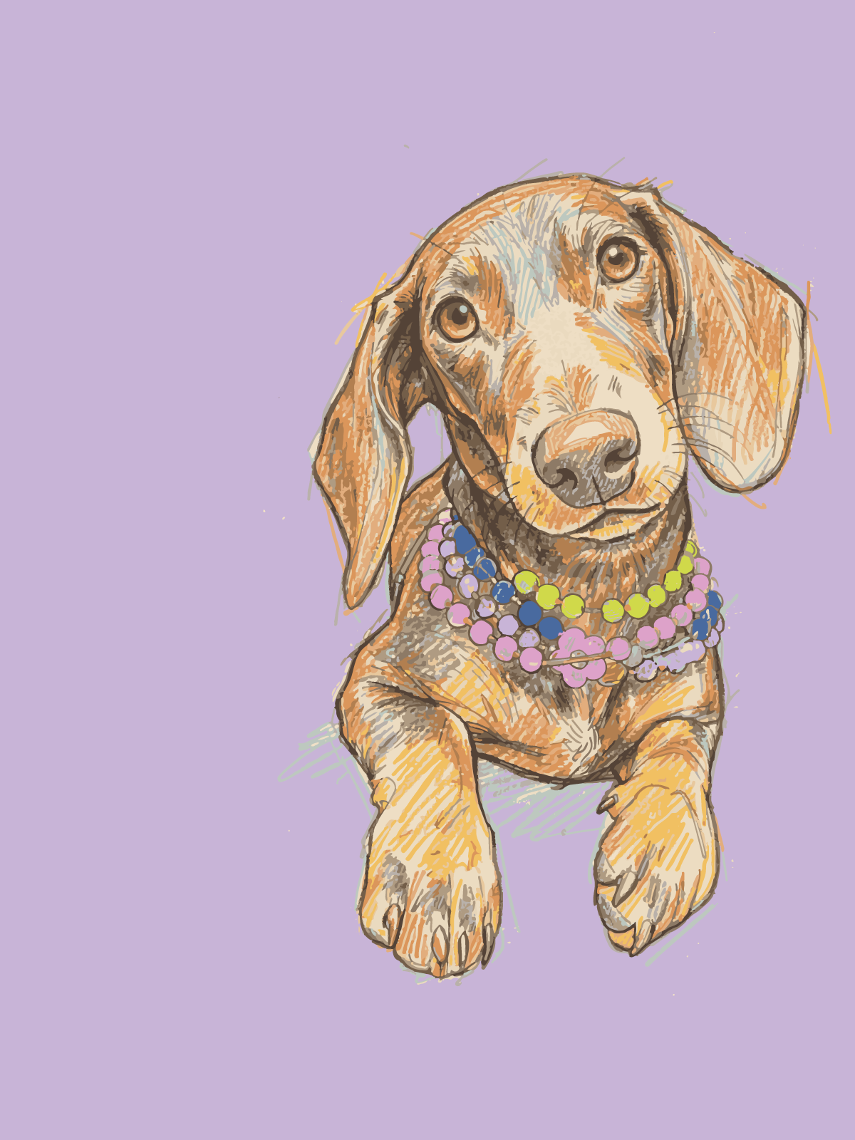 collares para perros