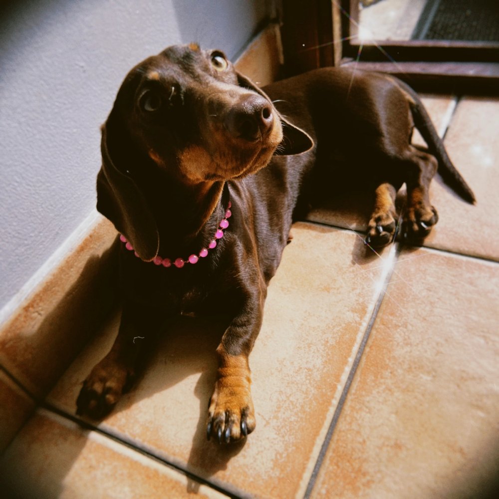 Collar para perritos cancheros, con hilo de acero inoxidable y cadena para regular