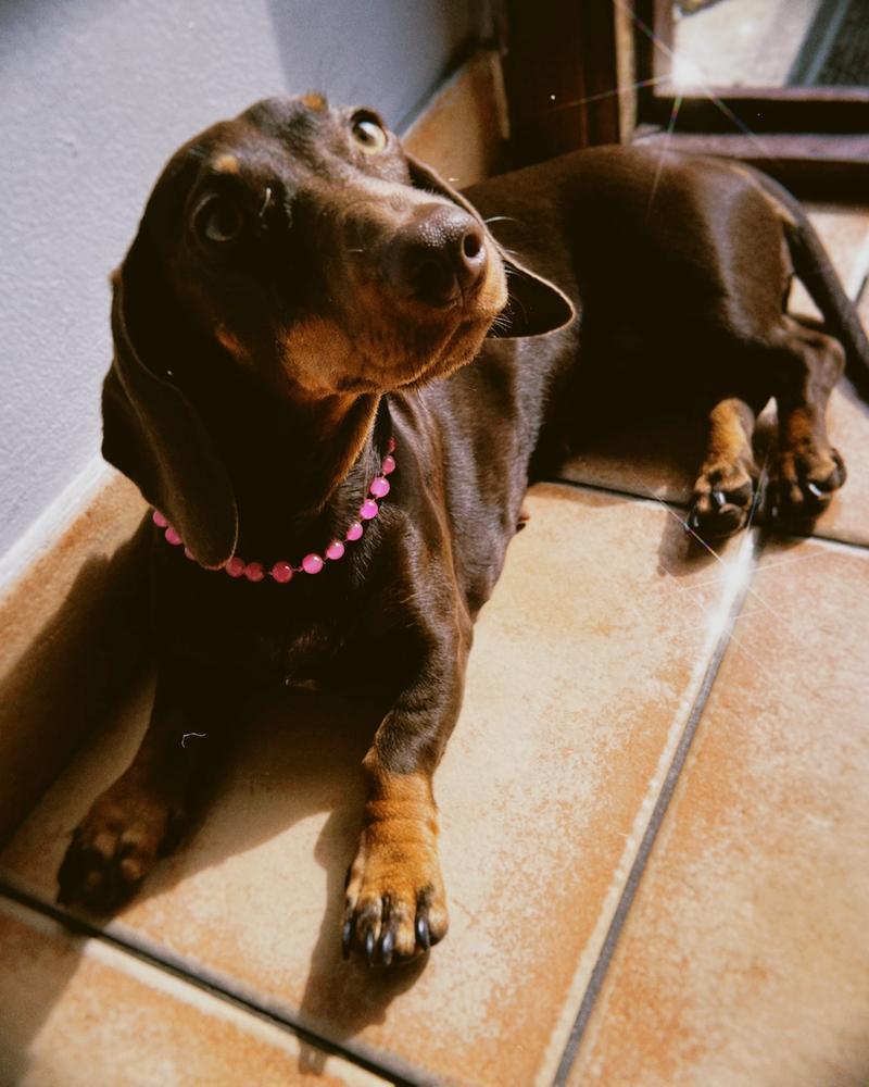 Collar para perritos cancheros, con hilo de acero inoxidable y cadena para regular
