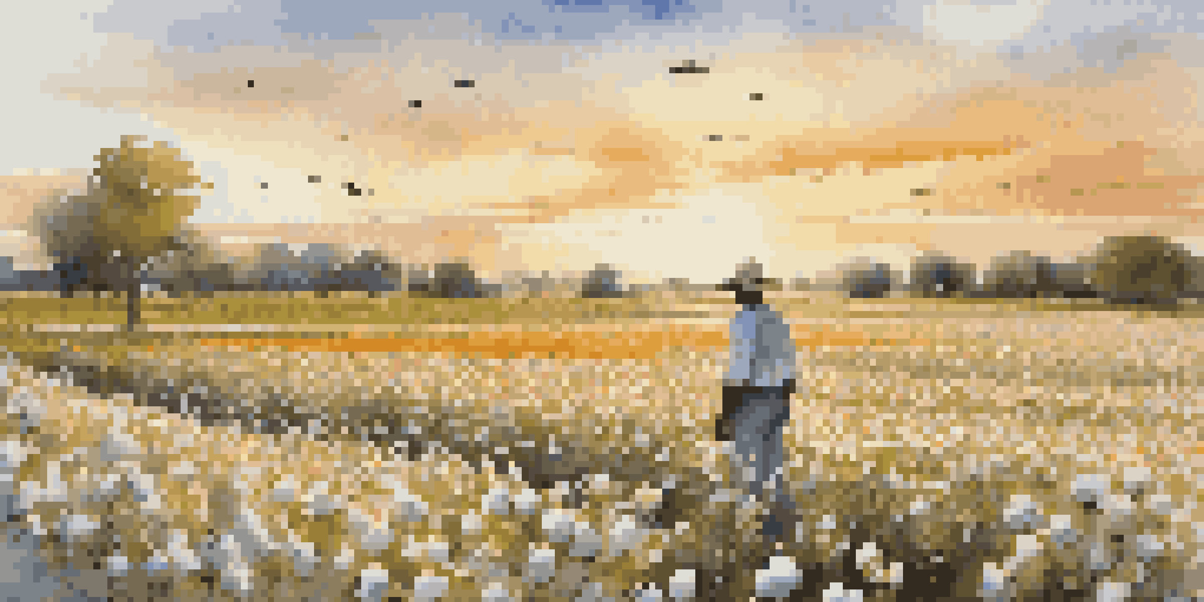 A cotton field with blooming cotton plants and pollinators, a farmer inspecting the plants at sunset.