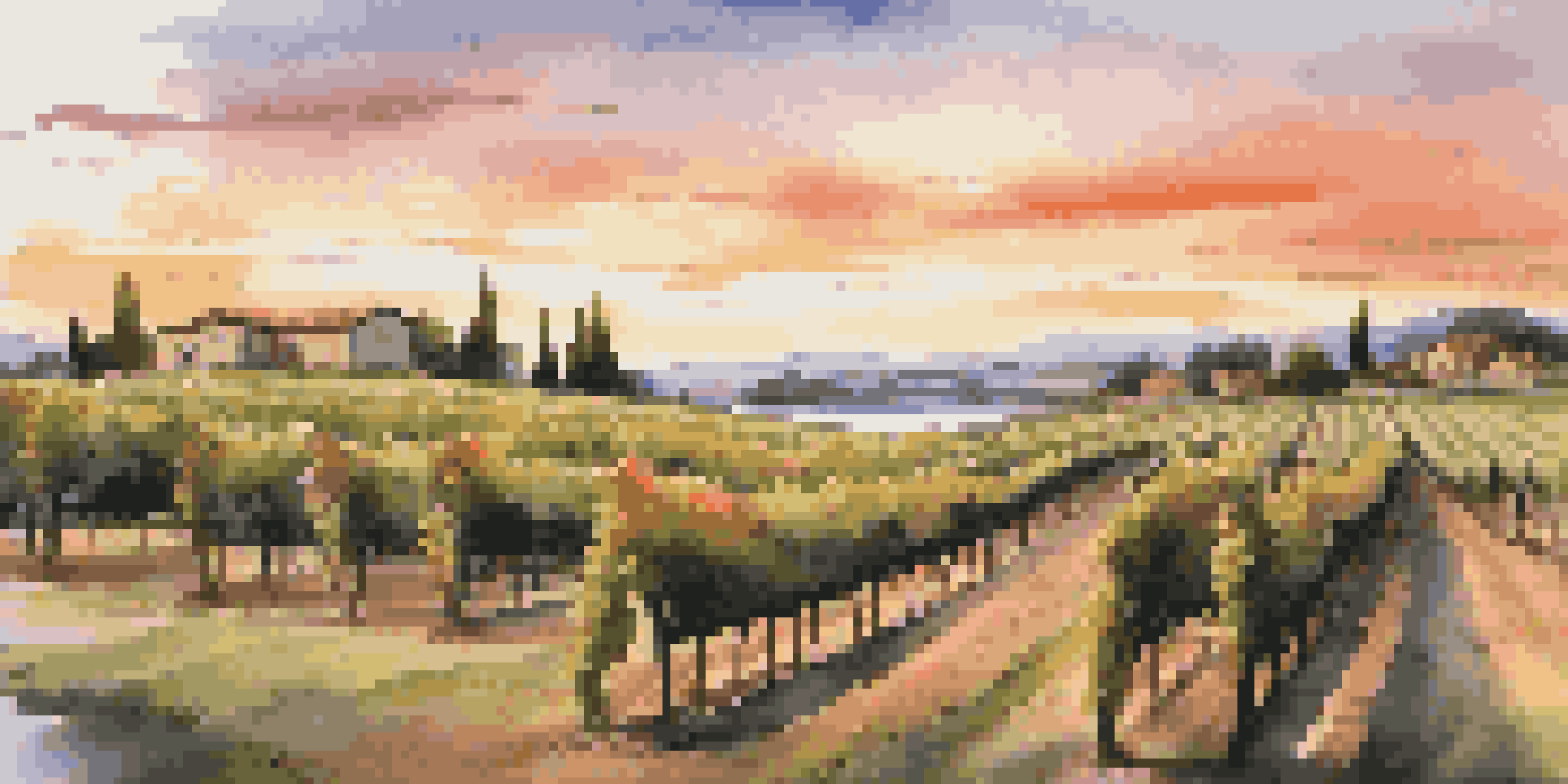A beautiful vineyard scene at sunset with grapevines, a lake, and a table set for wine tasting.
