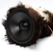 High Fidelity Goat