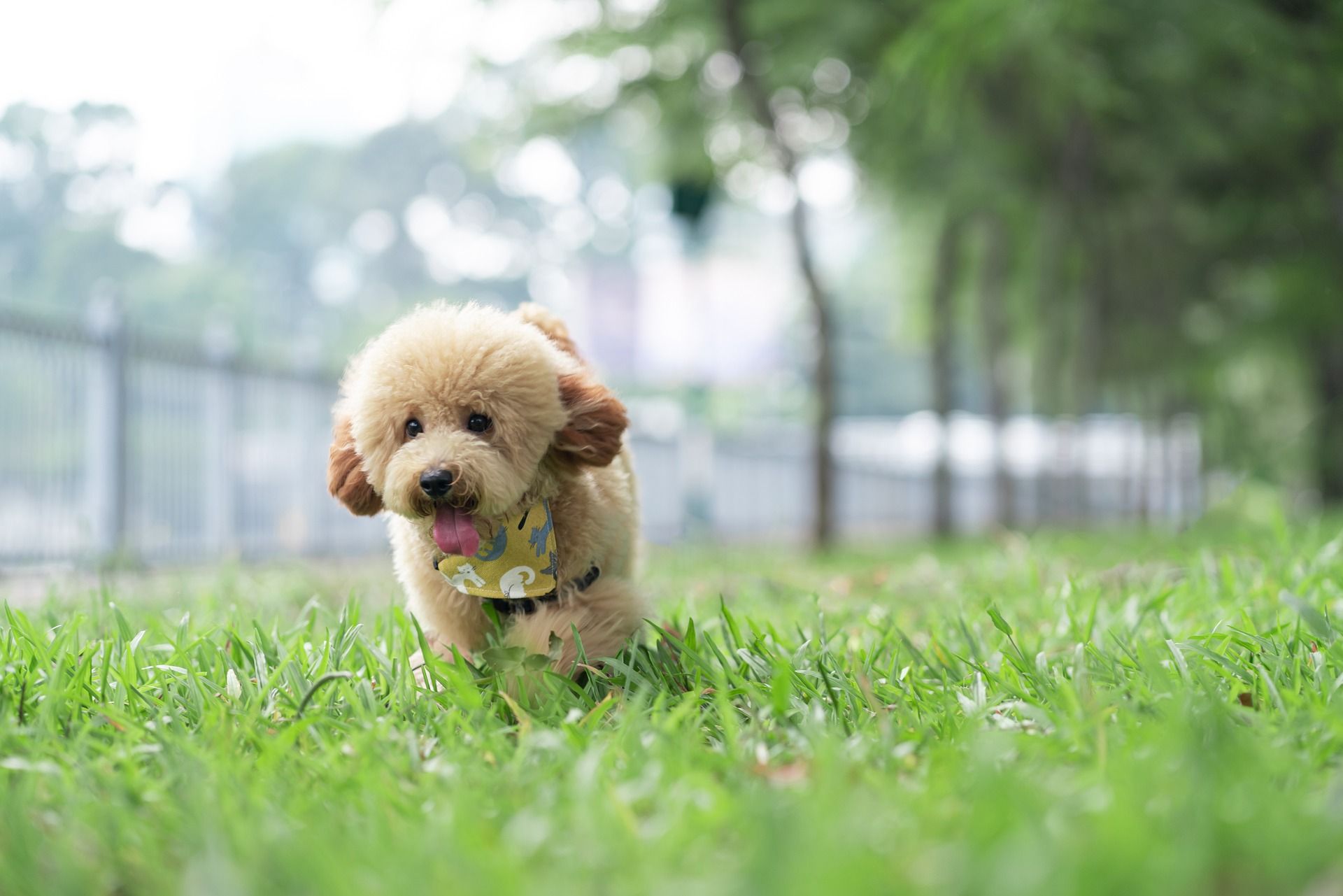 banner dog img