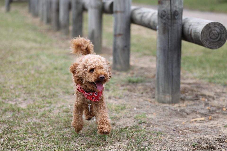 dog