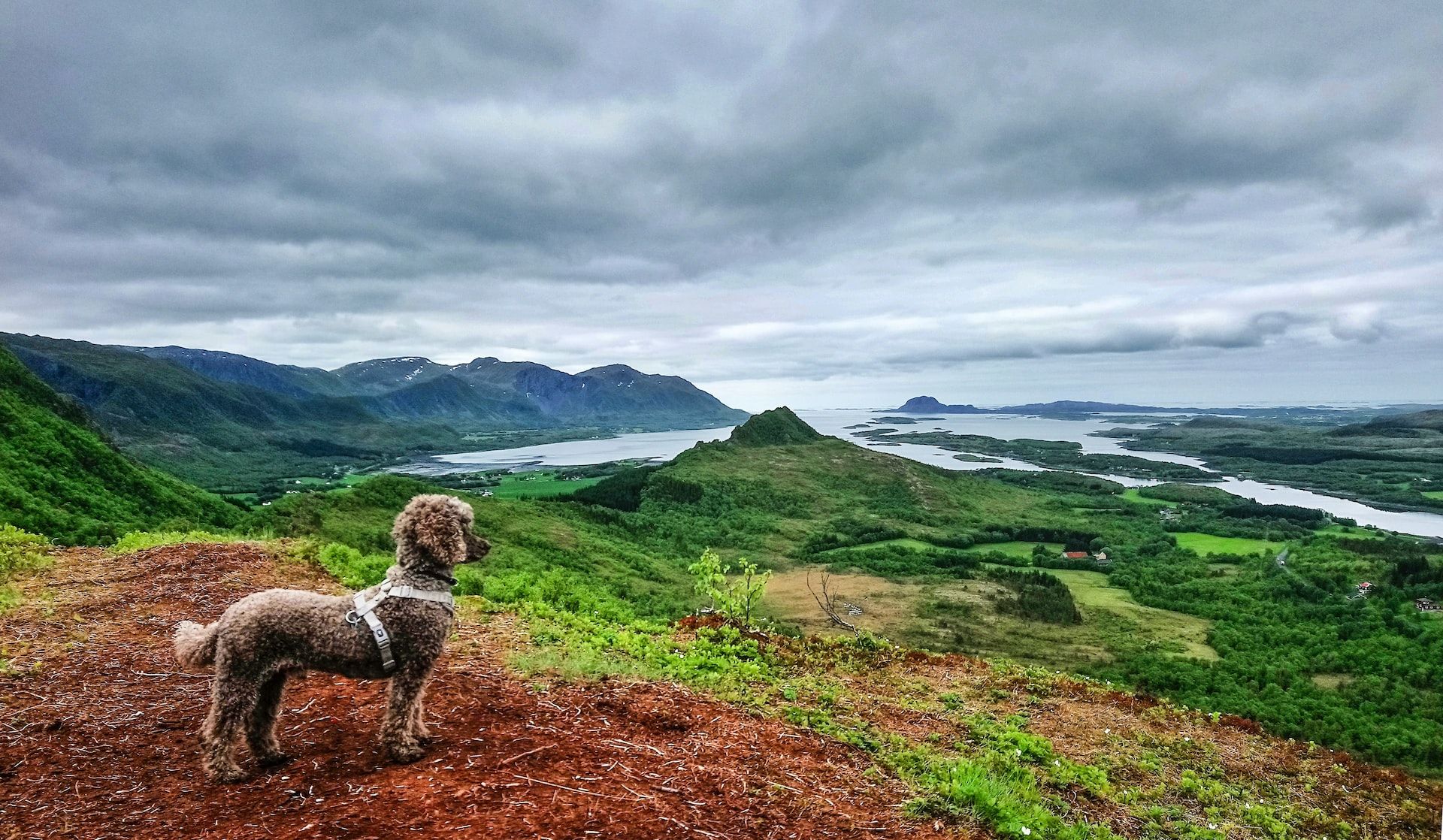 banner dog img